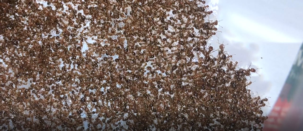 Fire Ants' Raft Formation Inspires Resilient Material Design