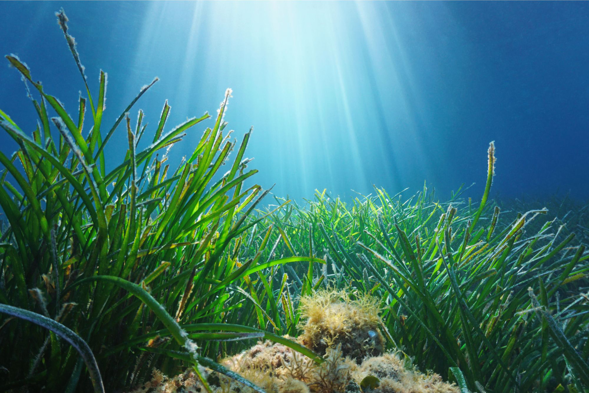 Scientists Discover 1402-Year-Old Seagrass, Revolutionizing Clonal Species Research