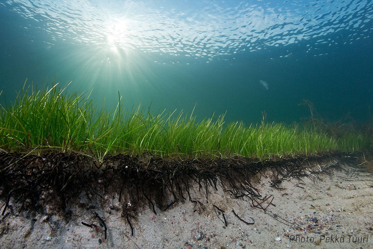 科学家发现1402岁的海草，革新了克隆物种研究