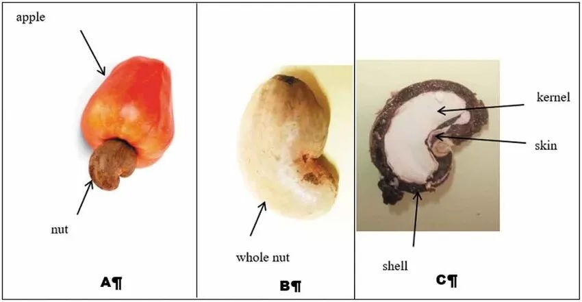 Dangers of Consuming Unprocessed Cashew Apples: A Cautionary Tale