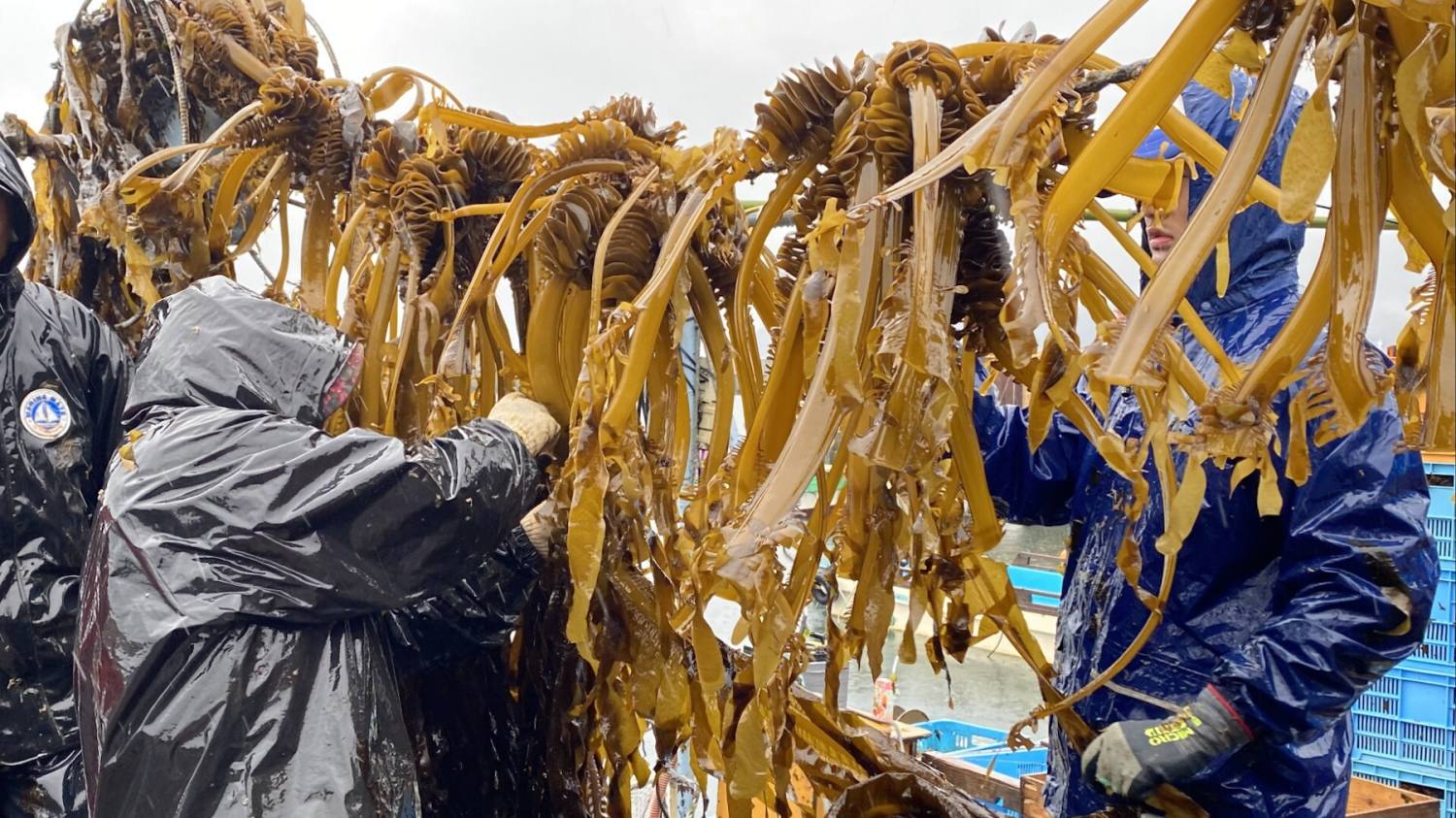 日本海藻危机：价格上涨及其对料理的影响