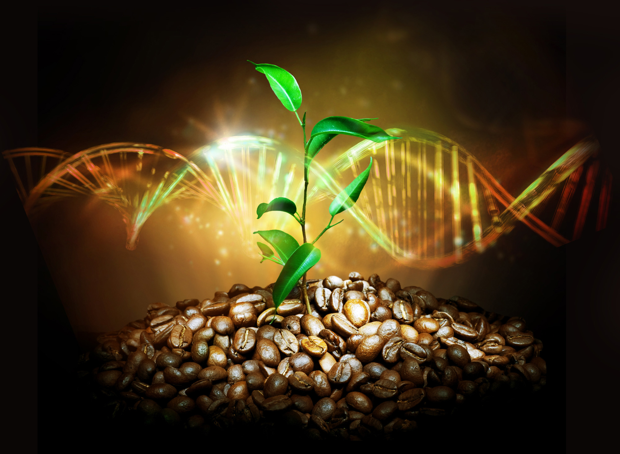 研究揭示阿拉比卡咖啡千年演化与气候适应性