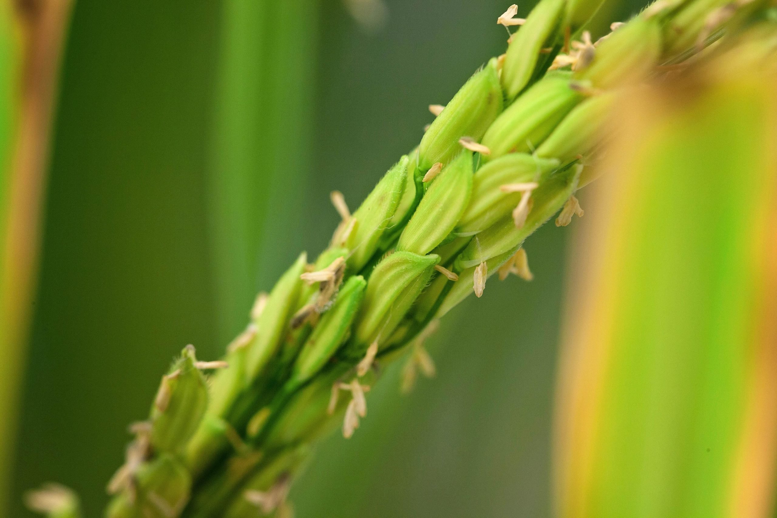 CRISPR/Cas9基因编辑技术增强水稻光合作用