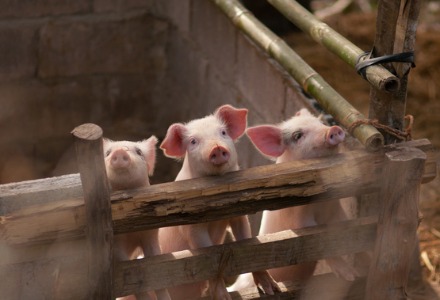 中国猪肉价格在五月底上涨了9.8%