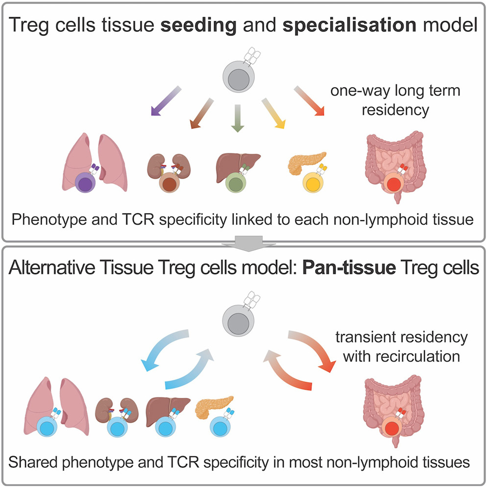 New Discovery of Immune Cells: Mobile Tregs May Treat Various Diseases