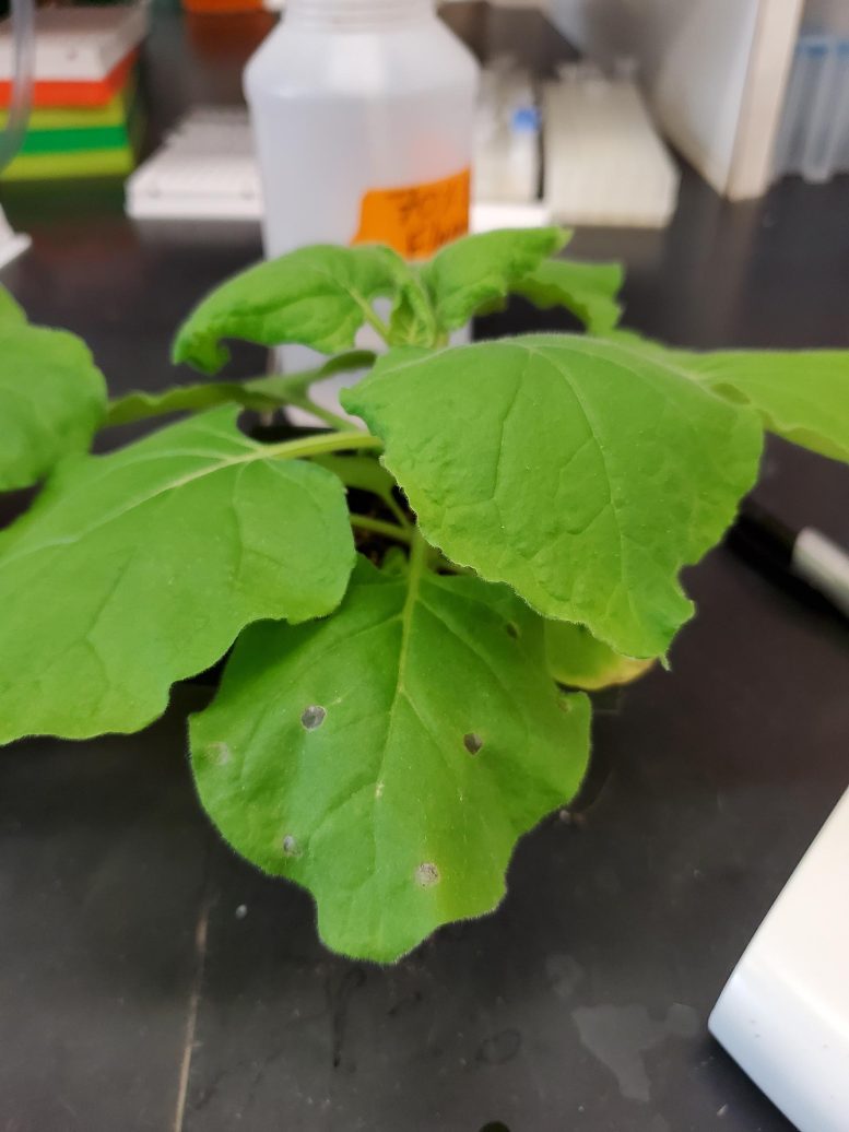 Scientists Engineer Plants to Produce Crucial Infant Nutrition Component