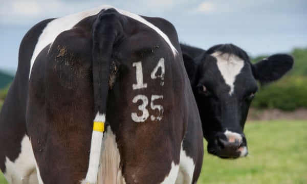 丹麦将推出全球首个牲畜排放税