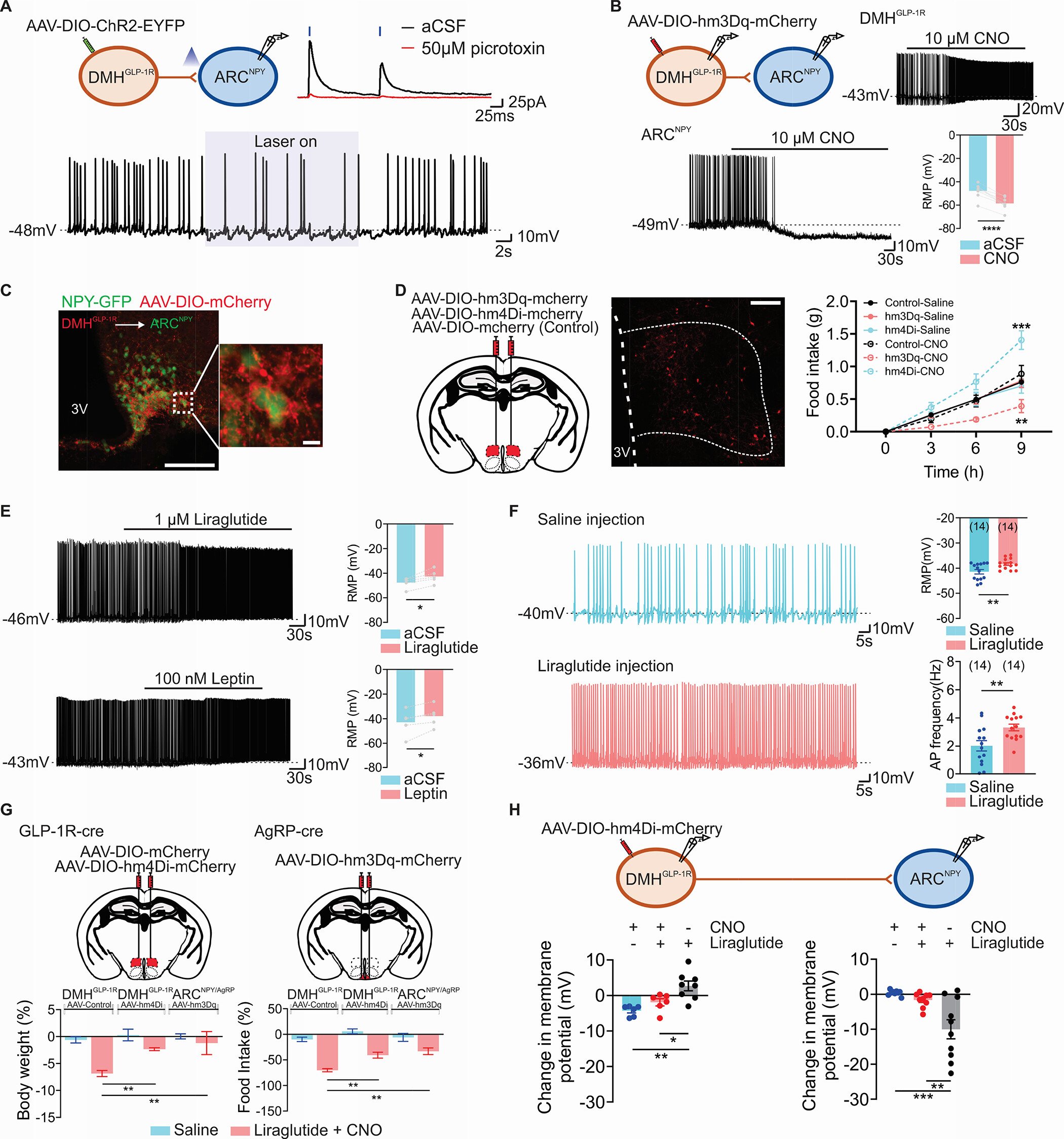 New Brain Neurons Linked to Fullness and Appetite Control