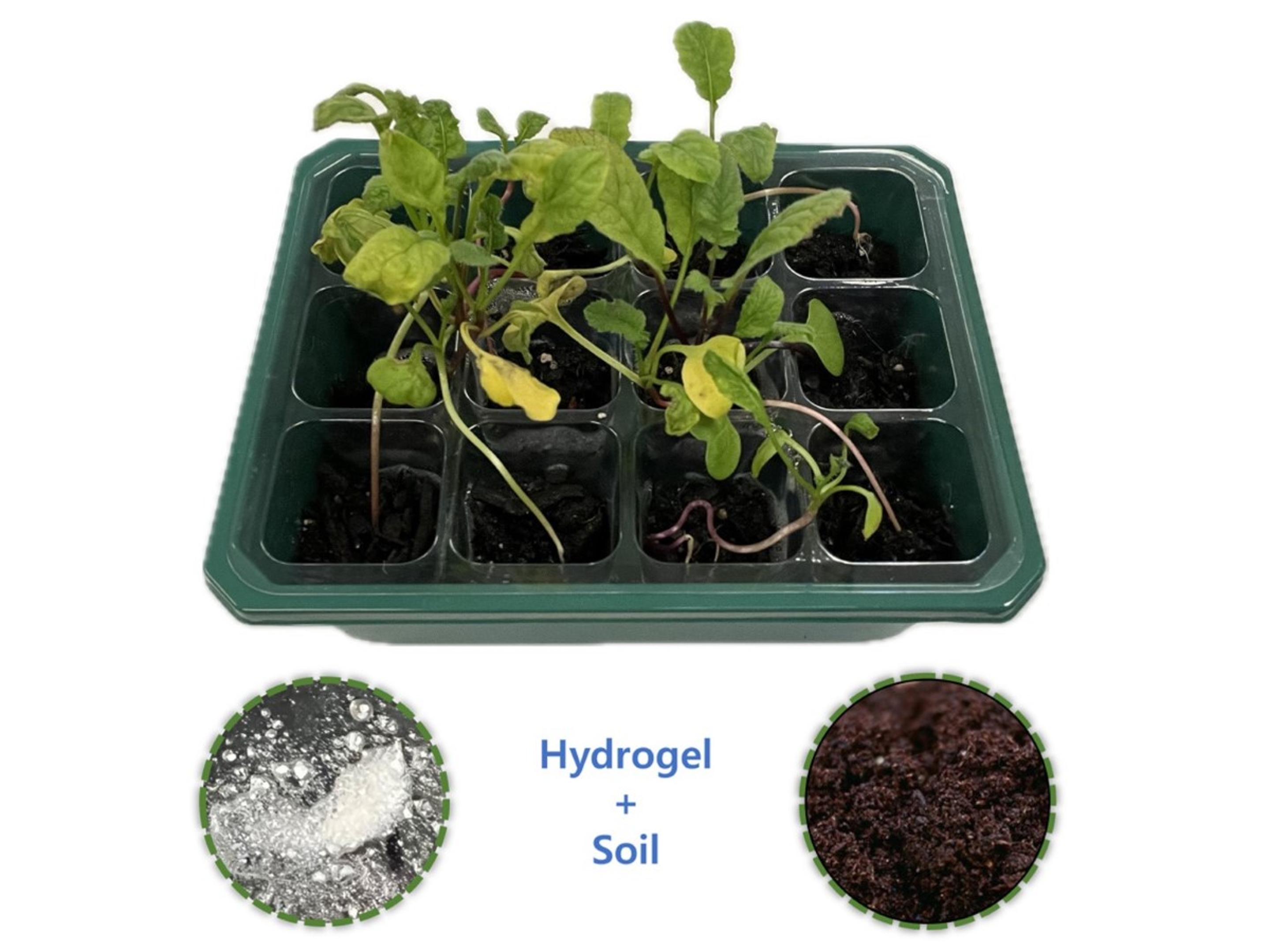 Smart Soil Enhances Crop Growth and Reduces Water Usage