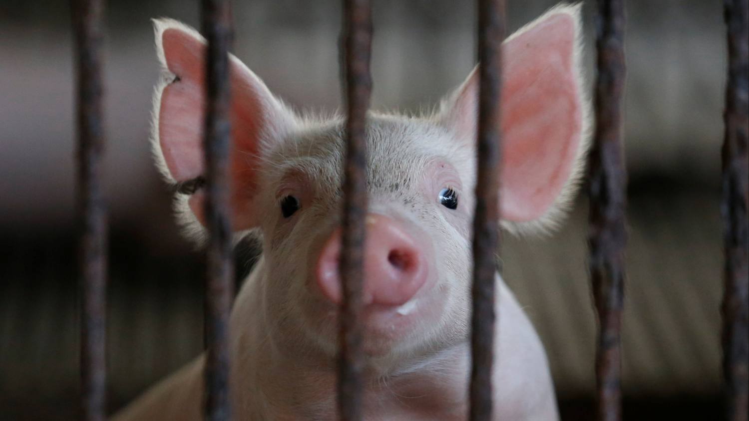 Vietnam Faces Surge in African Swine Fever Outbreaks