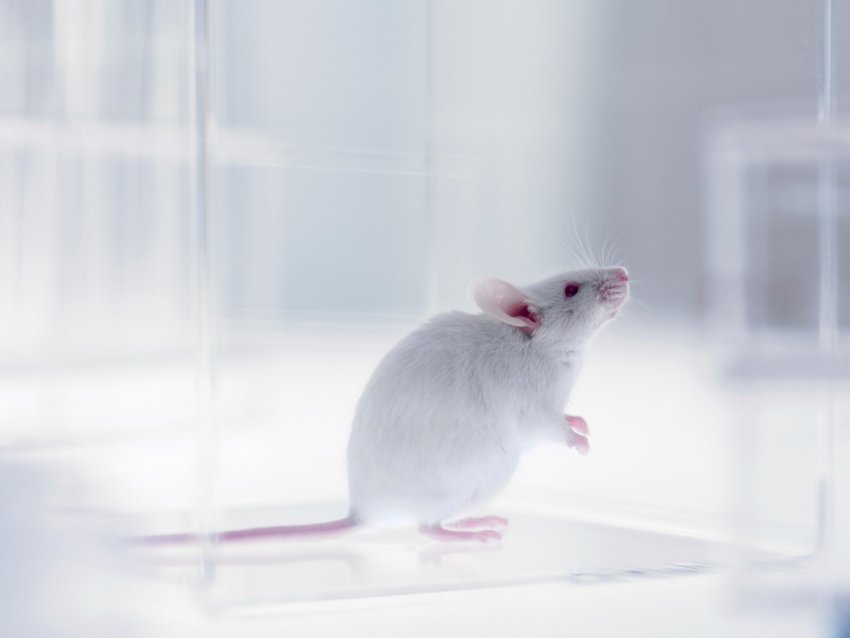 New Mouse Model with Human Immune System Accelerates Drug Testing