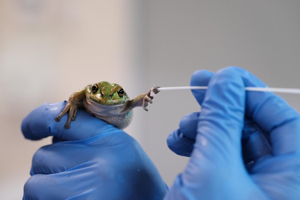 Frog Saunas Offer Hope in Battle Against Deadly Fungal Disease