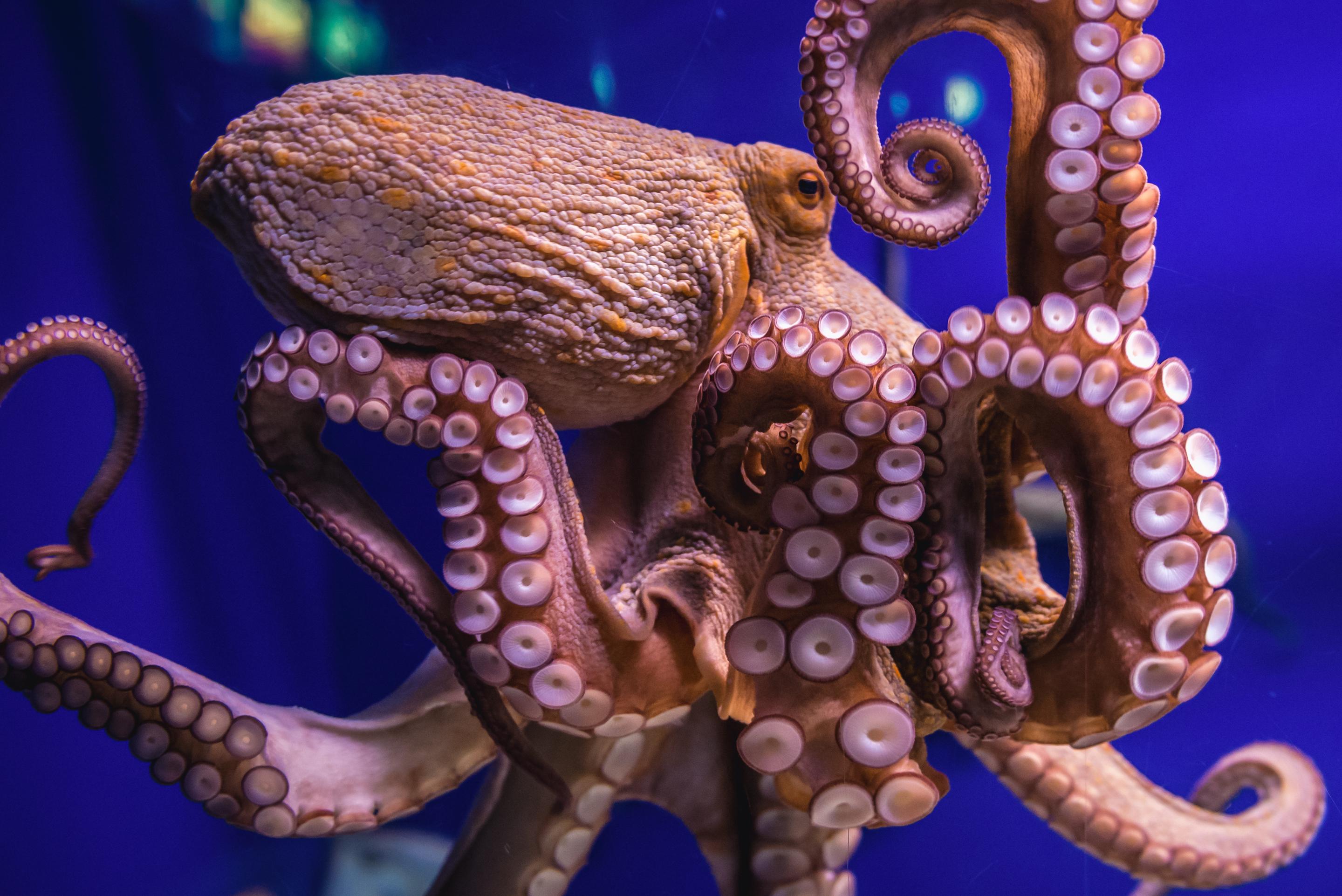 New Eco-Friendly Sunscreen Inspired by Octopuses