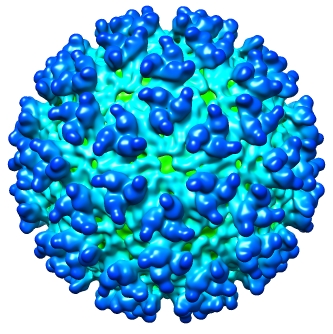 Evolution of Western Equine Encephalitis Virus and Its Implications