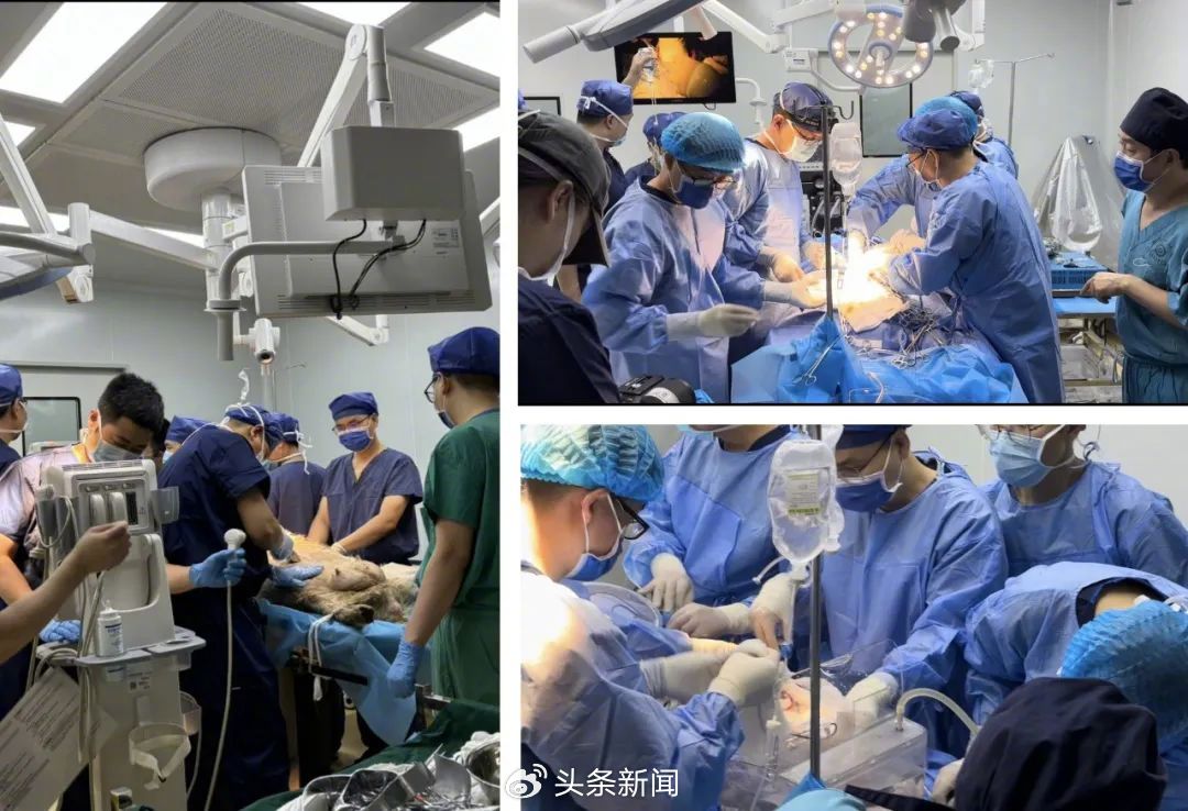 Zhengzhou University Hospital successfully conducts the world's first experimental removal of ECMO from an artificial womb.