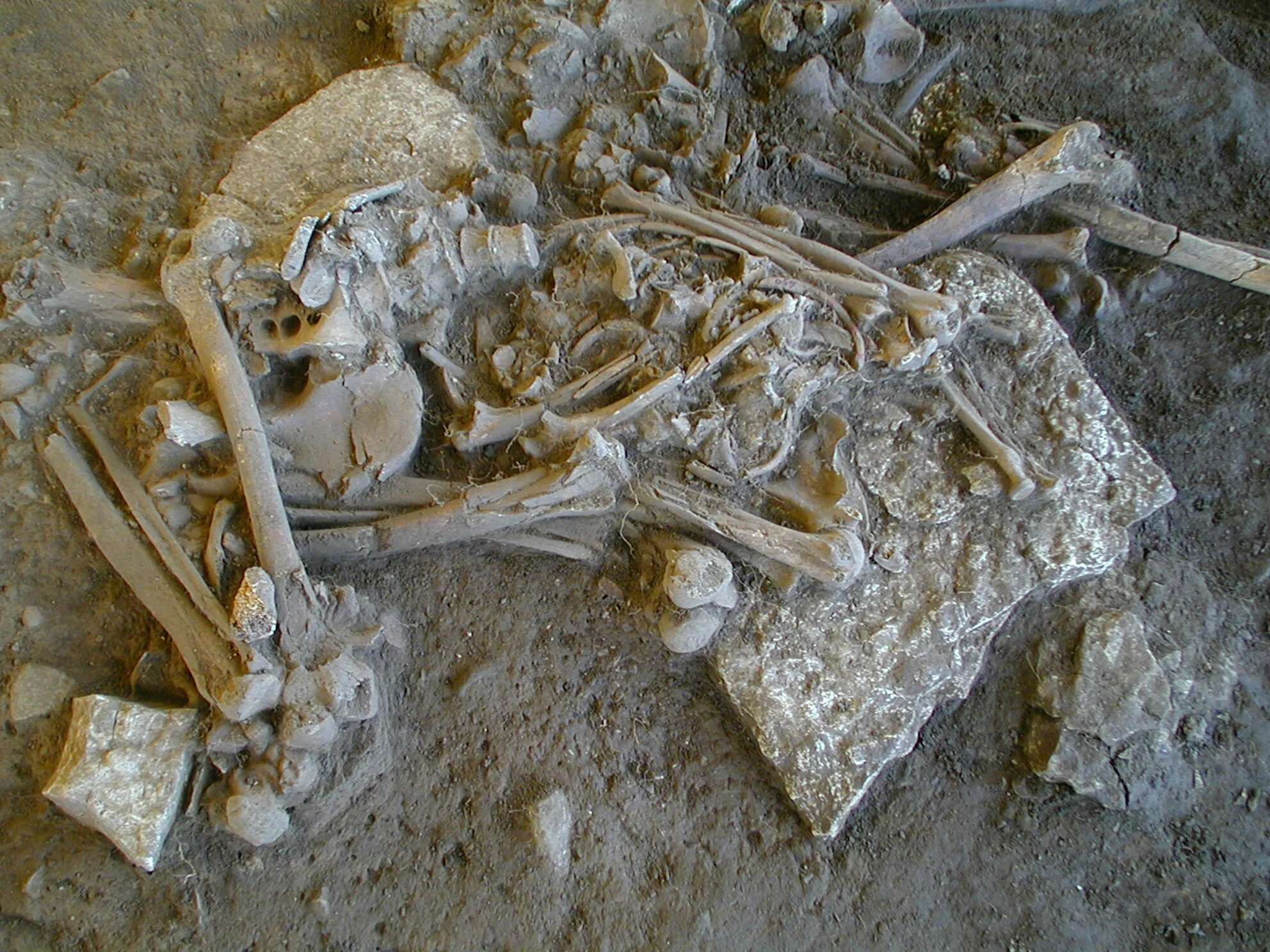 Ancient Plague DNA Reveals Early Impact on European Populations