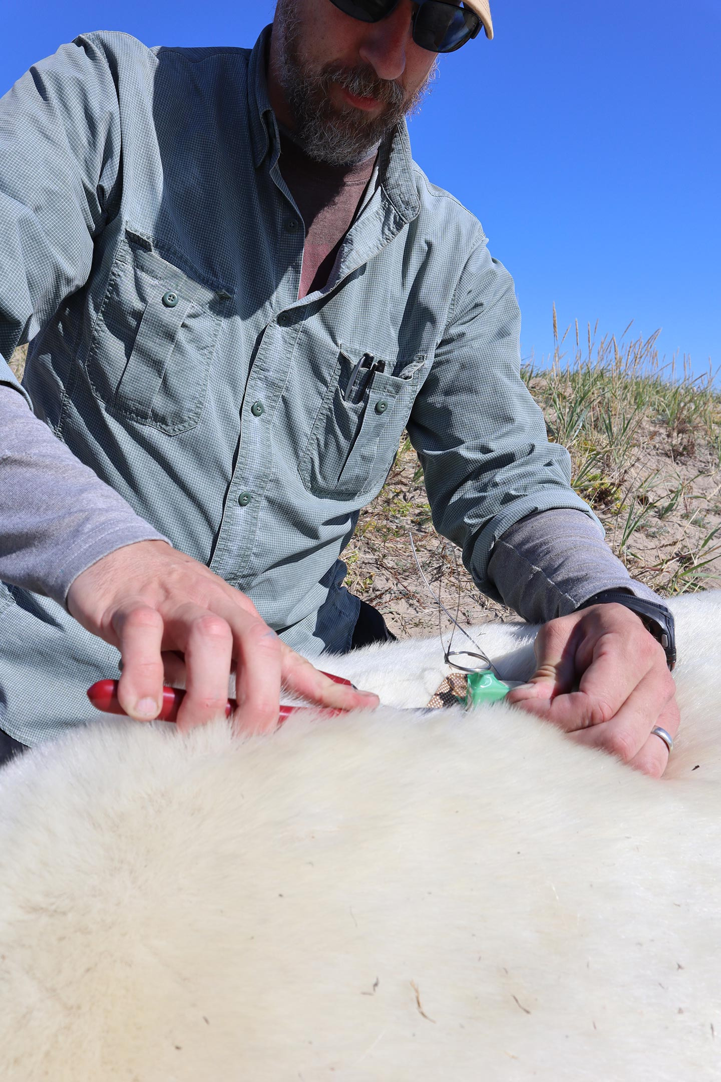 Innovative Tracking Device Helps Monitor Polar Bears