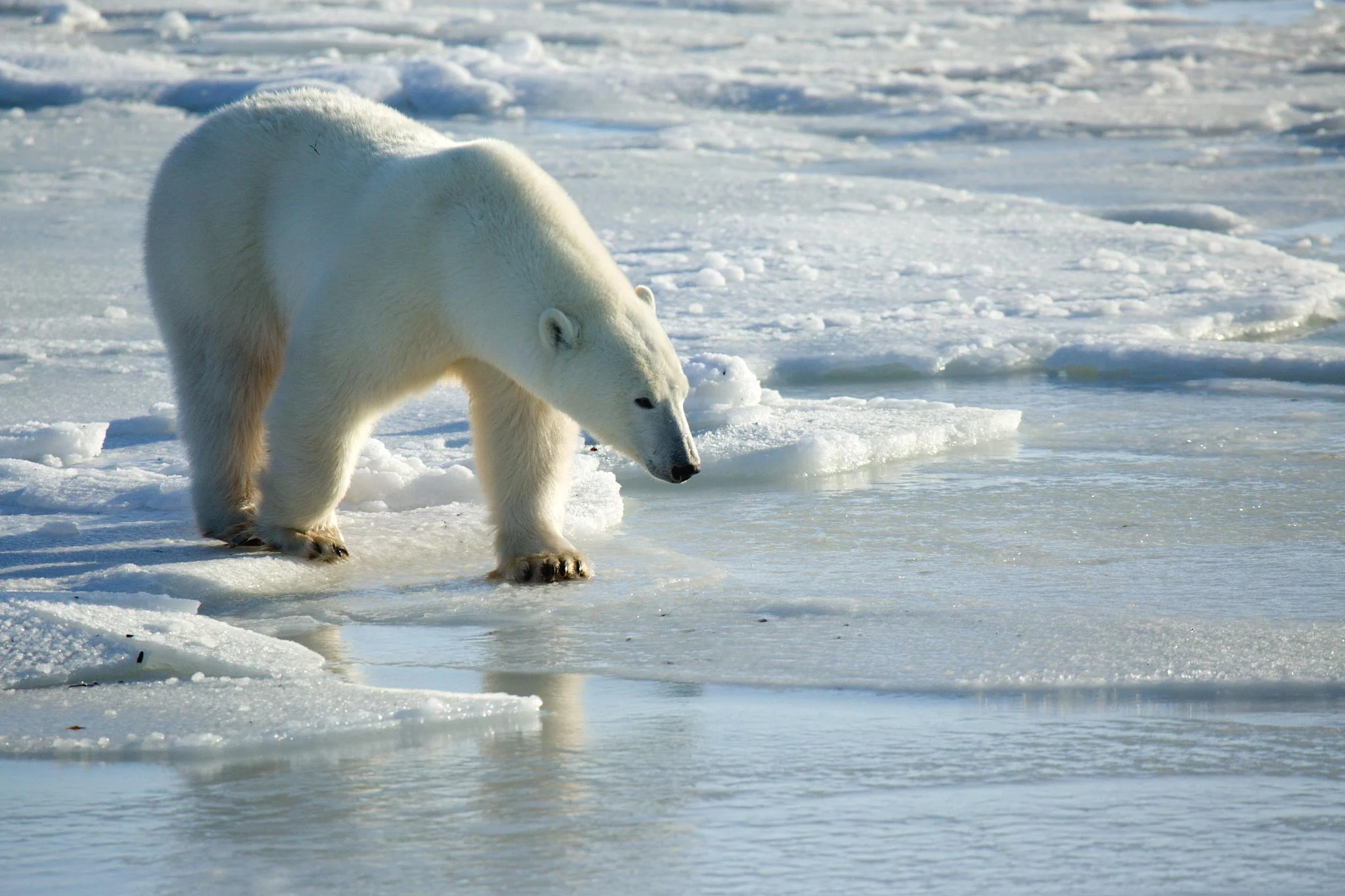 Innovative Tracking Device Helps Monitor Polar Bears