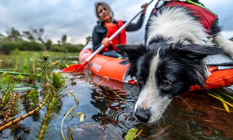 Skylos Ecology Trains Dogs to Detect Invasive Cordgrass