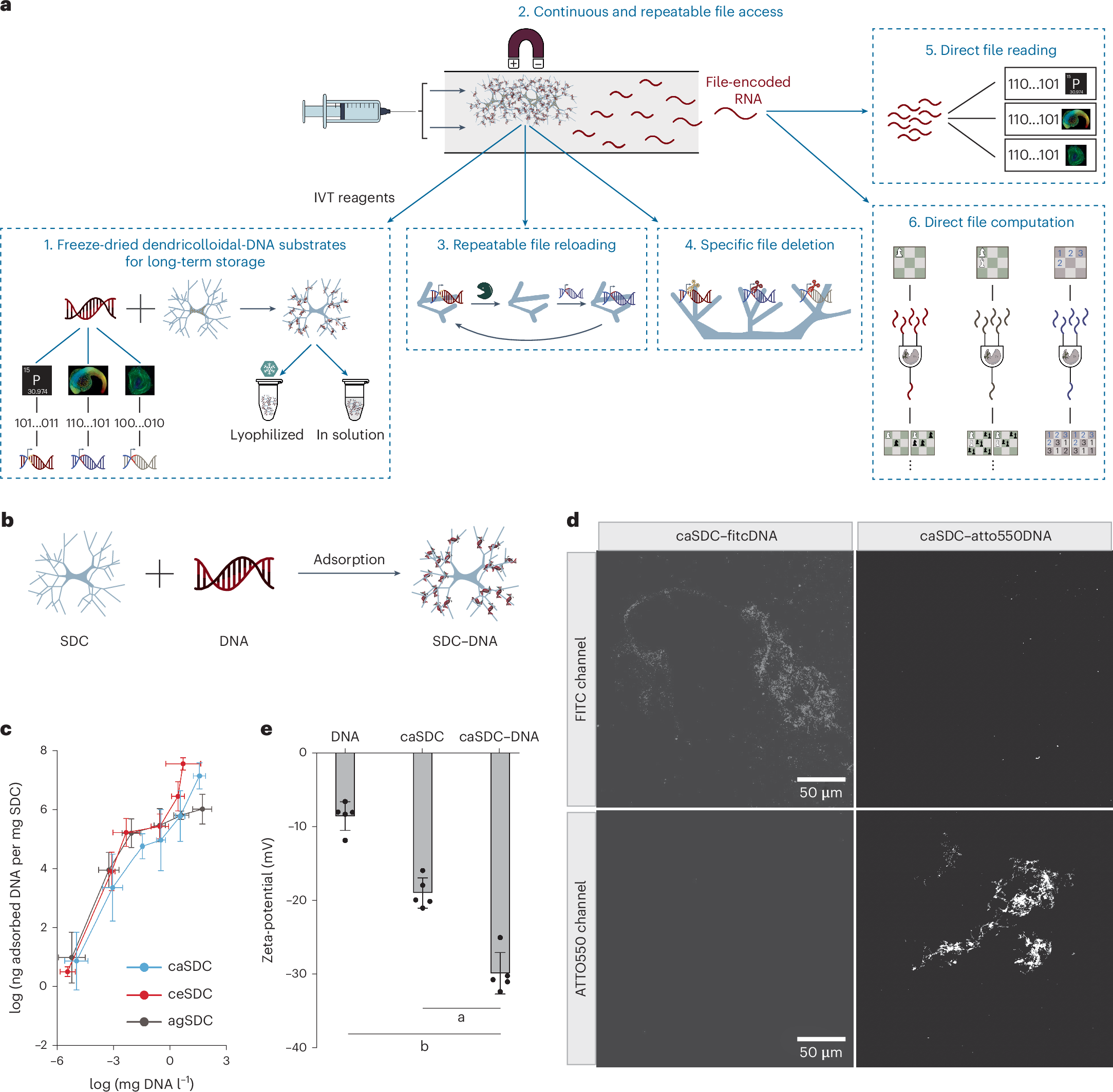 DNA Technology for Long-term Data Storage and Computing