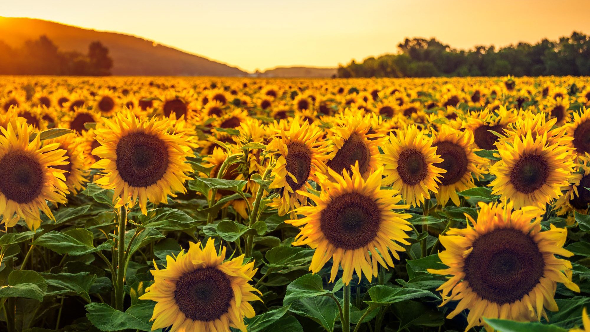 Scientists Solve Plant Movement Mystery: Insights for Agriculture