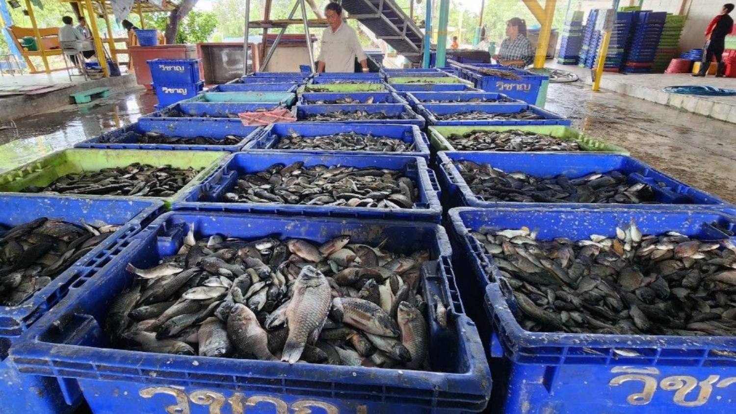 Thailand's Battle with Invasive Tilapia and Corporate Accountability