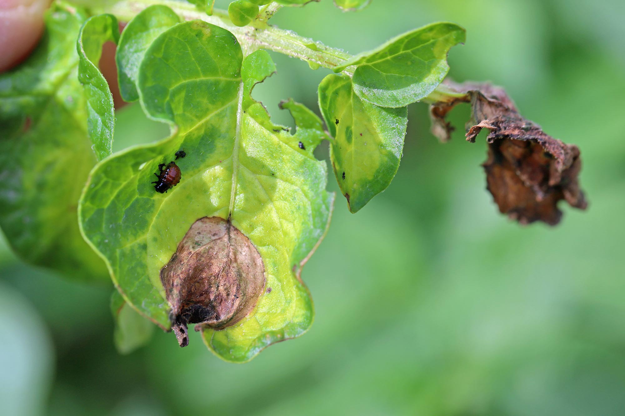 Ancient DNA Reveals Potato's Battle with Disease