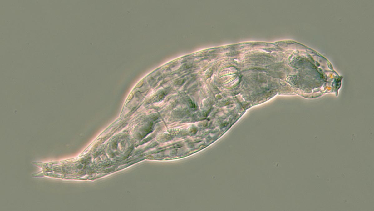 微小生物窃取基因以对抗感染