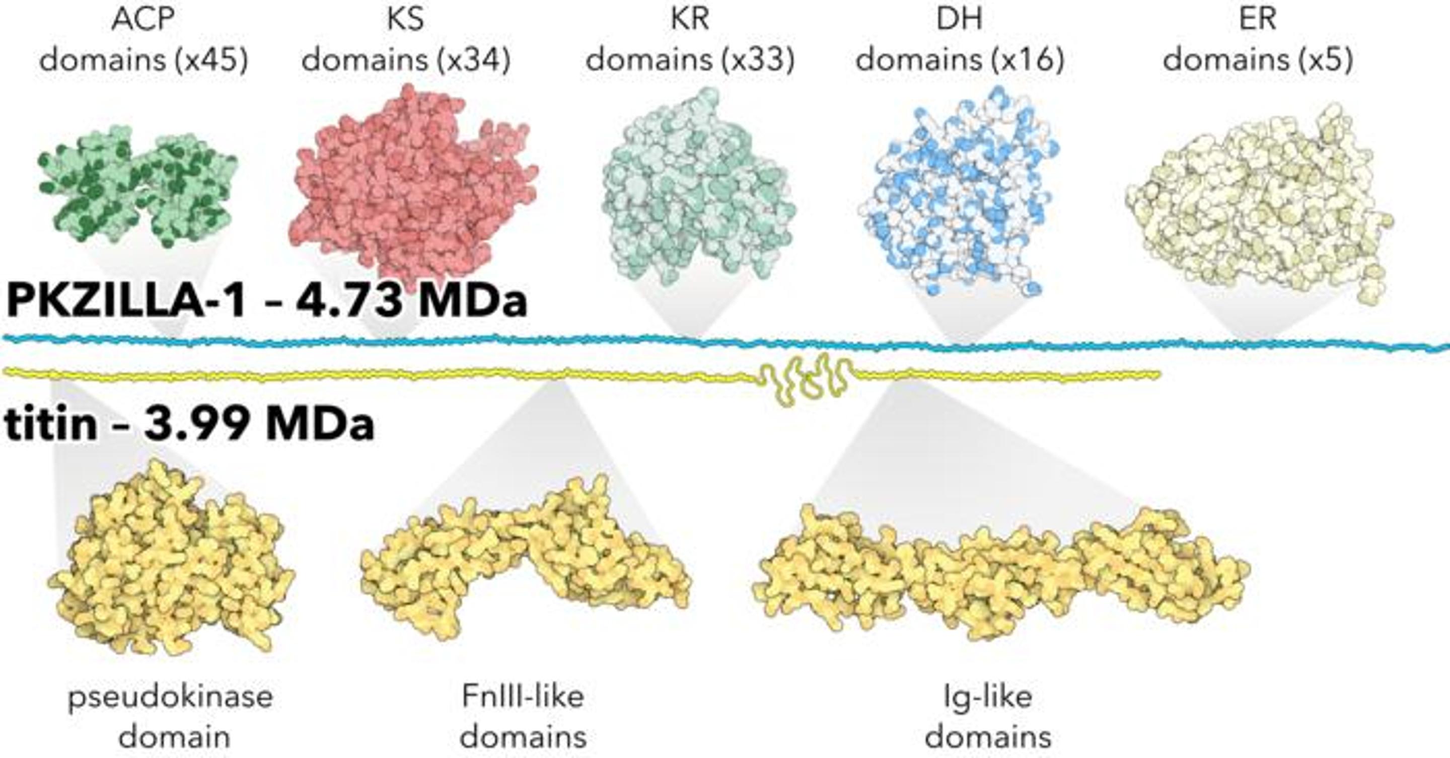 Discovery of Largest Protein in Algae Promises New Biotechnological Applications