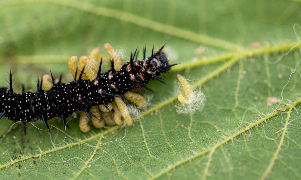 Tiny Wasps Used for Eco-Friendly Moth Control