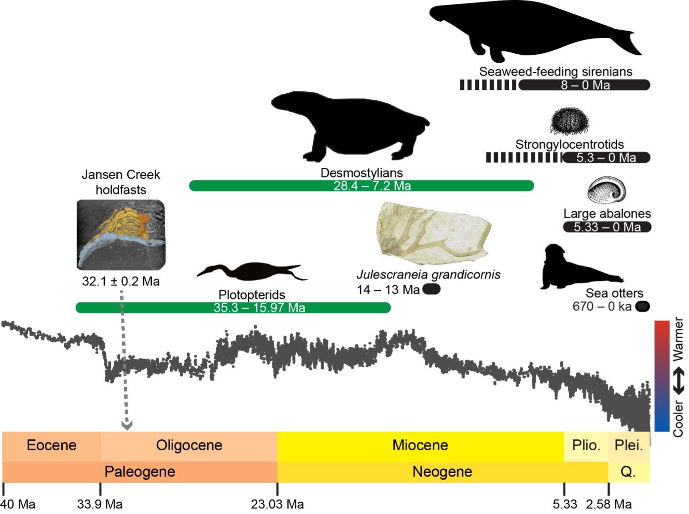 Ancient Kelp Forests: A New Insight into Marine Ecosystems