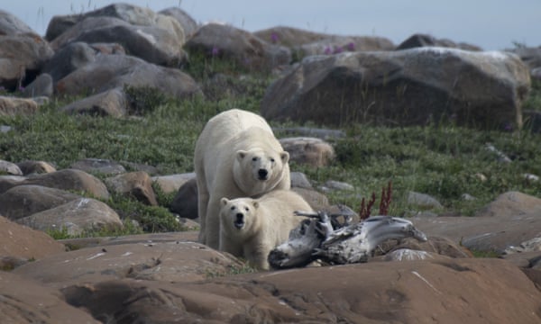 Climate Crisis Forces Polar Bears into Arctic Communities