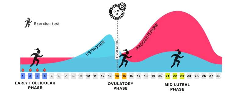 New Research Challenges Training Optimization Based on Menstrual Cycles