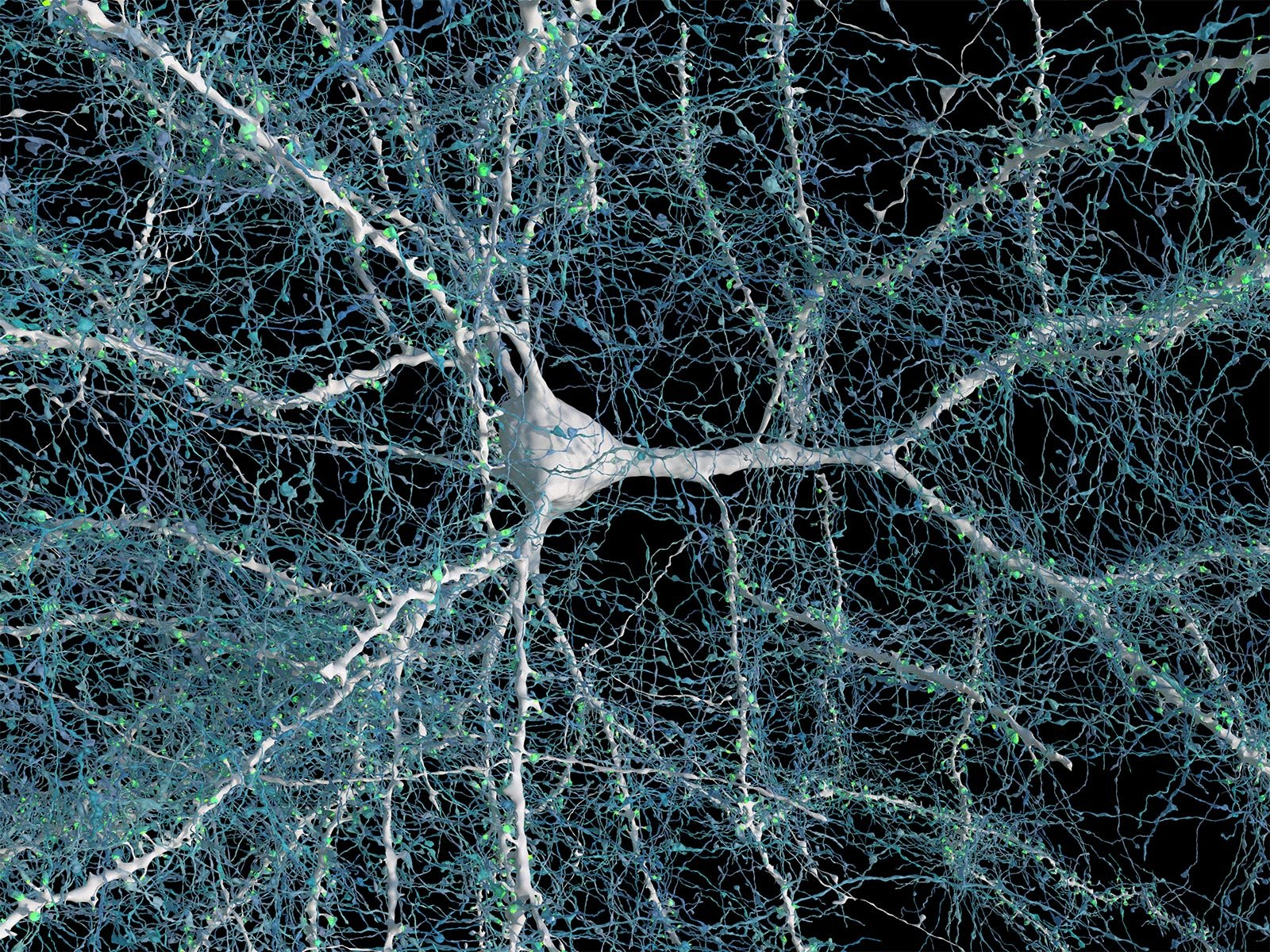 High-Resolution Microscopy Unveils Complexity of Human Brain