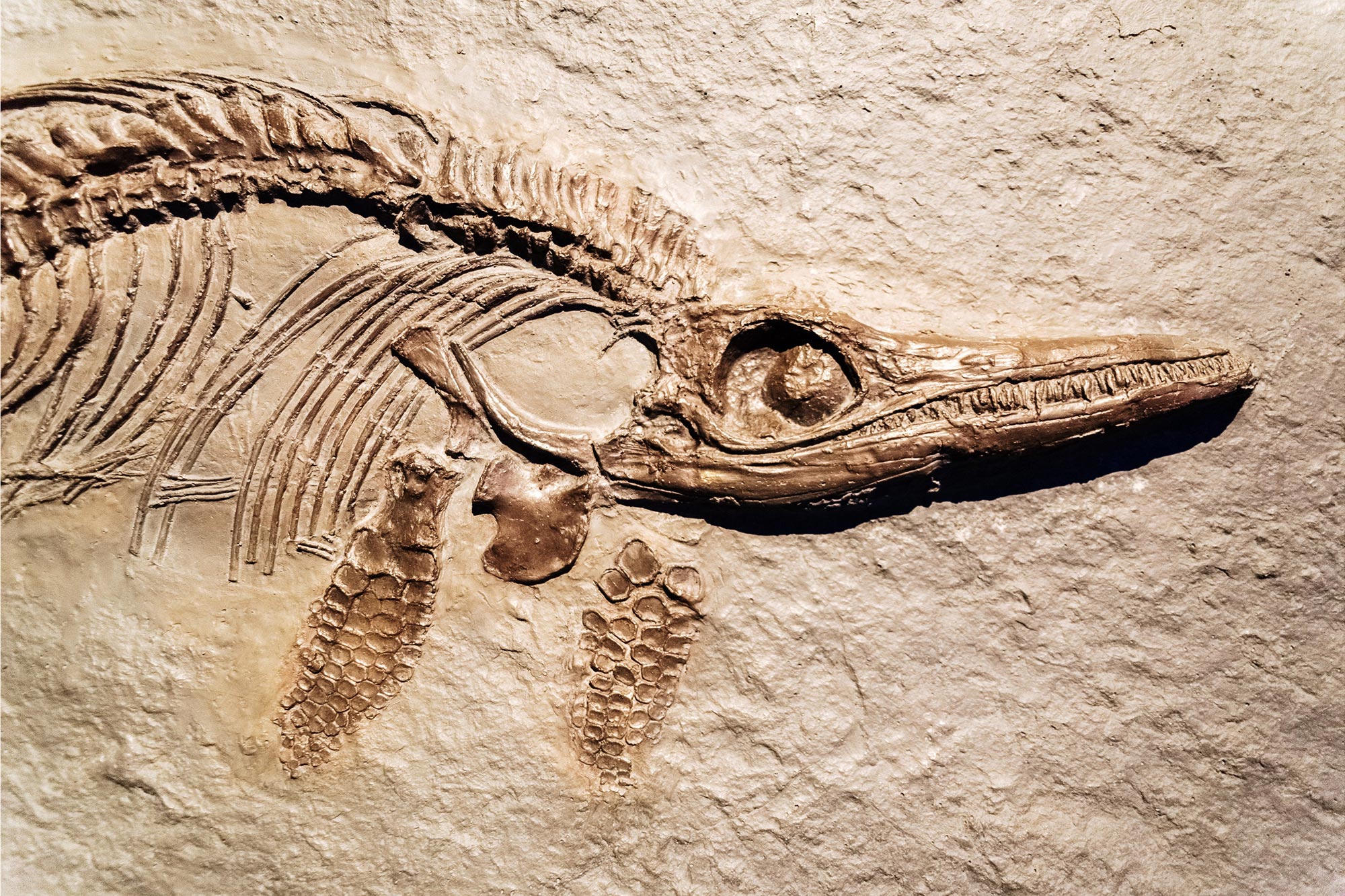 New Research Confirms Fossil Gaps Don't Undermine Evolution Theory