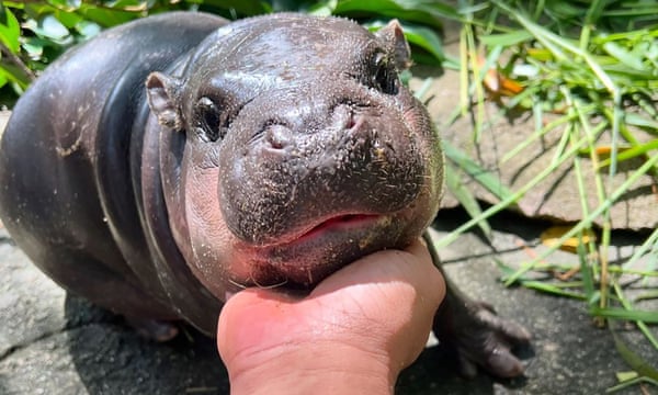 Baby Pygmy Hippo Moo-Deng Gains Global Fame, Raises Conservation Awareness