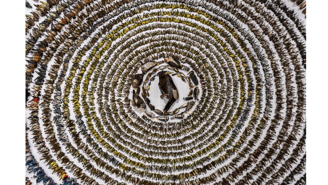 Photographer Wins Award for Haunting Image of Bird Collisions