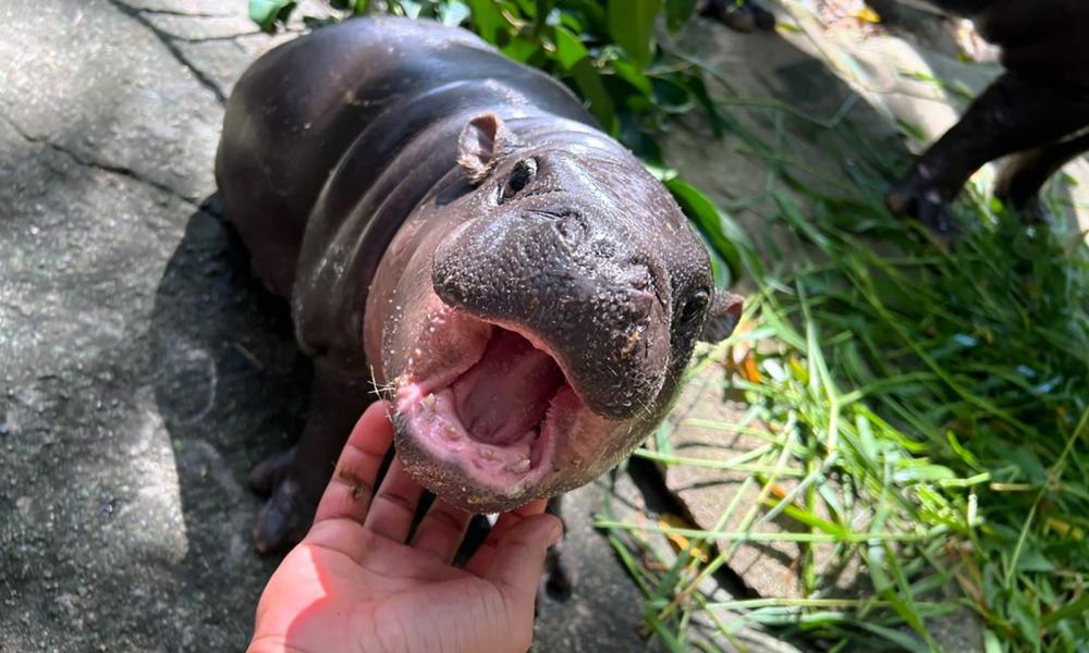 Baby Pygmy Hippo Moo-Deng Gains Global Fame, Raises Conservation Awareness