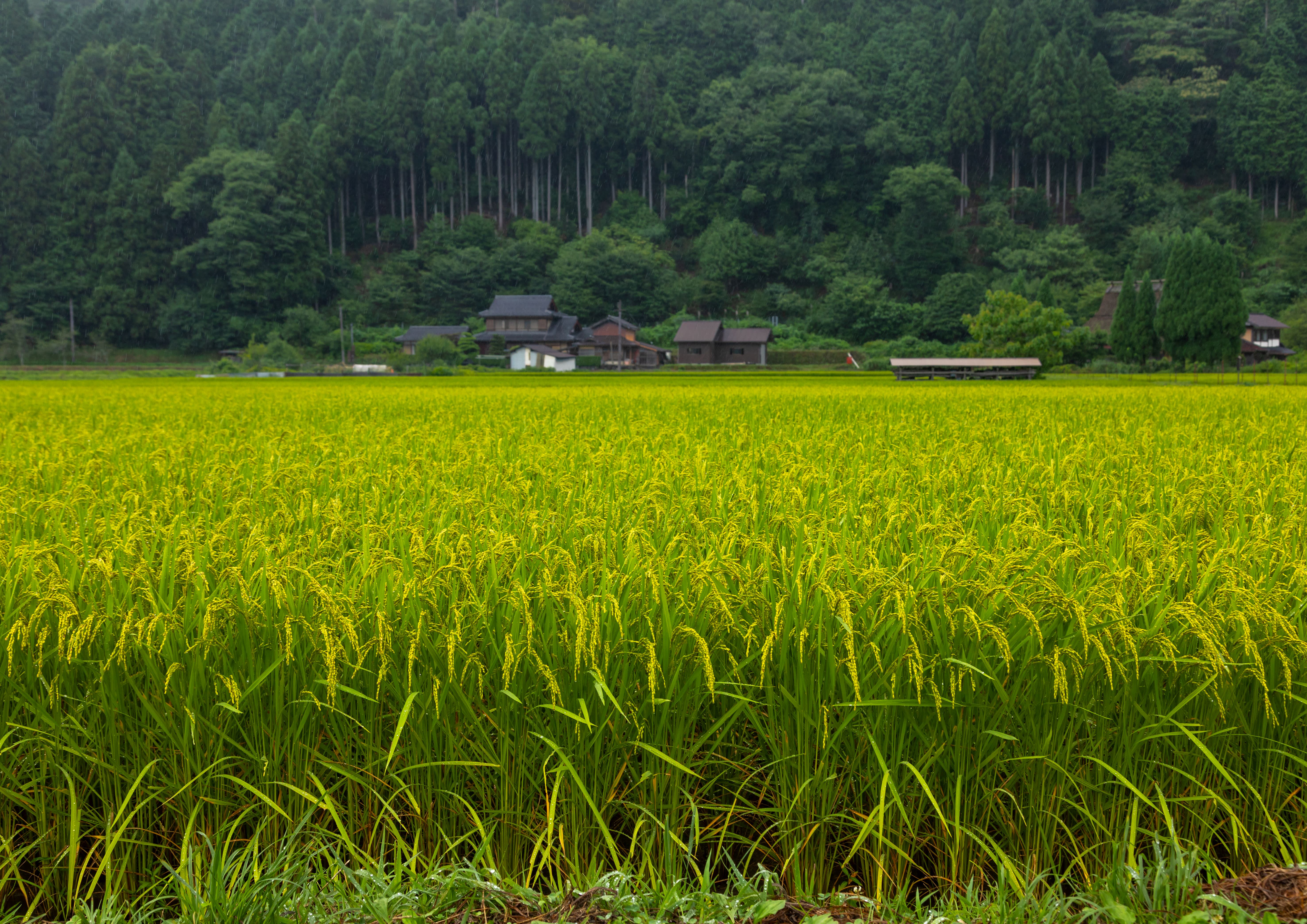 The Cultural and Economic Significance of Rice in Japan