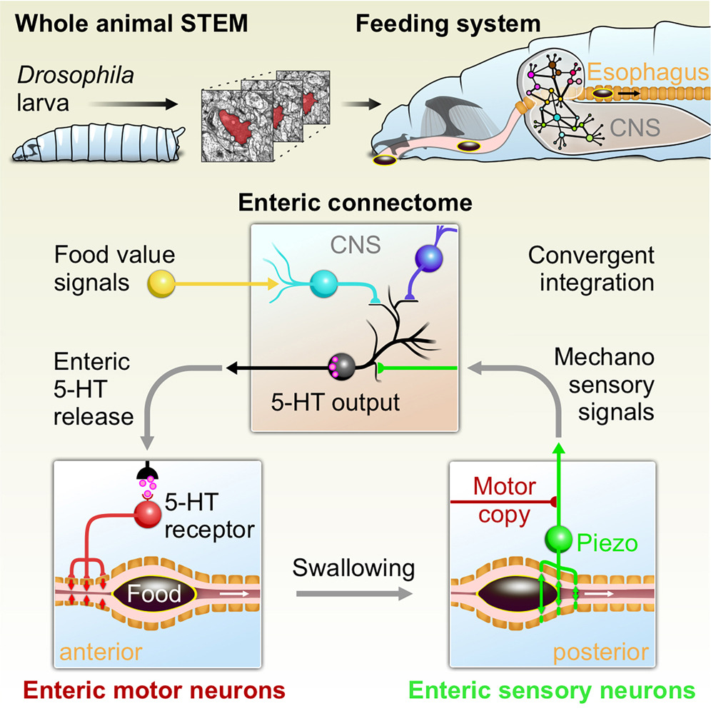 Brain's Serotonin Release Linked to Nutritious Food Consumption