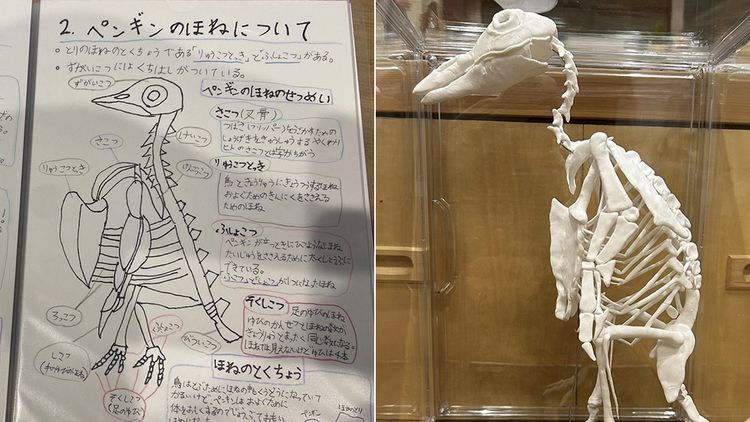 Young Artist Creates Detailed Penguin Skeleton Model from Clay