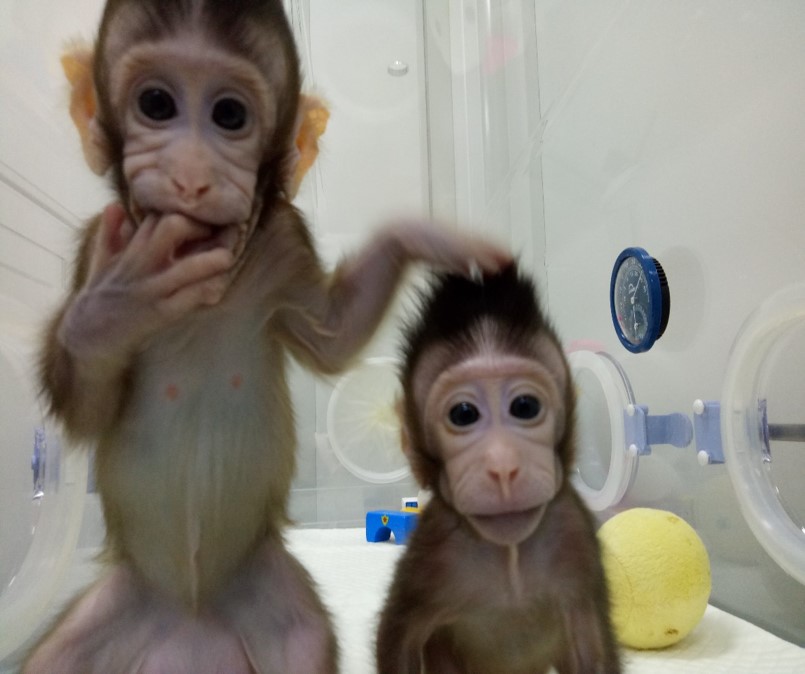 Chinese scientists have successfully cloned somatic cell monkeys, advancing medical research.