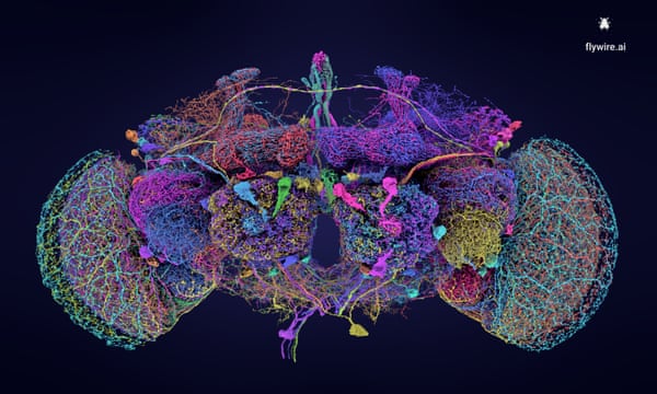 Mapping the Fruit Fly Brain: A Breakthrough in Neuroscience