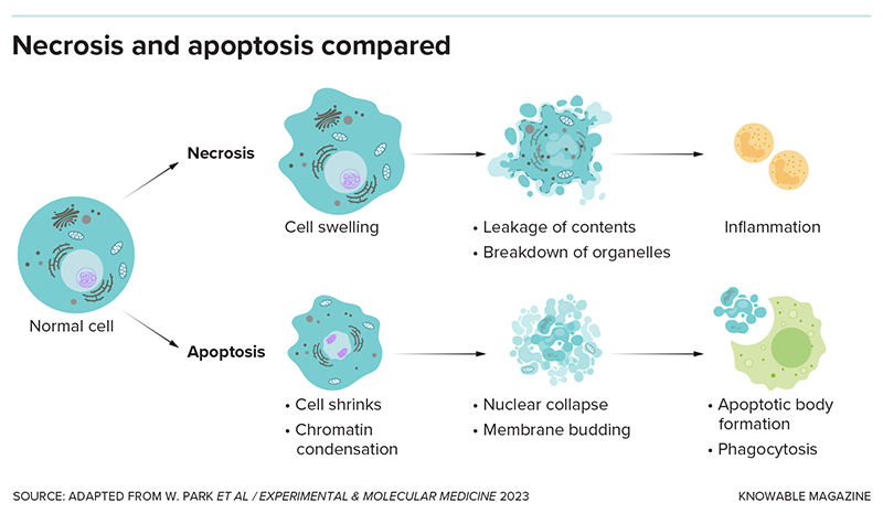 Understanding the Diverse Modes of Cell Death in the Human Body