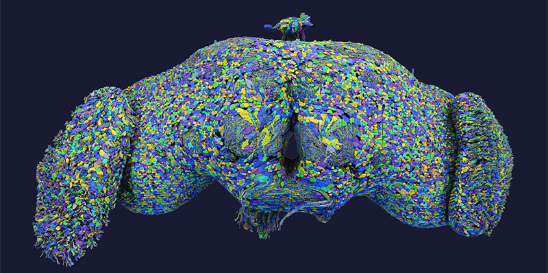 Detailed Brain Map of Fruit Fly Unveils New Insights into Neural Function