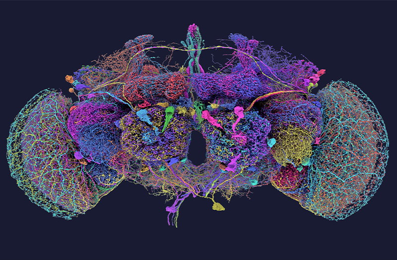 Detailed Brain Map of Fruit Fly Unveils New Insights into Neural Function