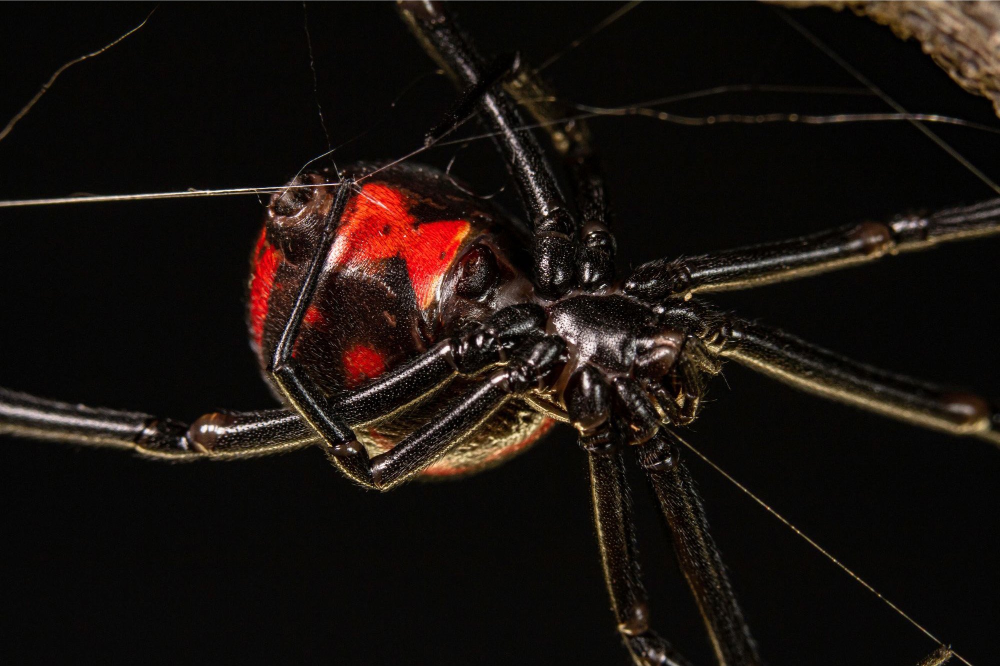 Scientists reveal the lethal mechanism of black widow venom and its potential applications.