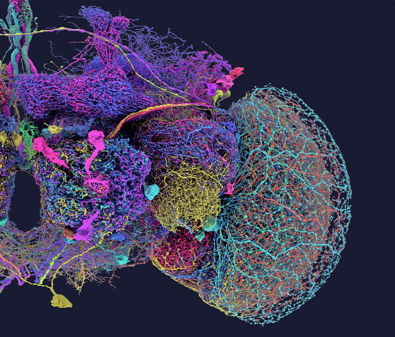 Detailed Brain Map of Fruit Fly Unveils New Insights into Neural Function