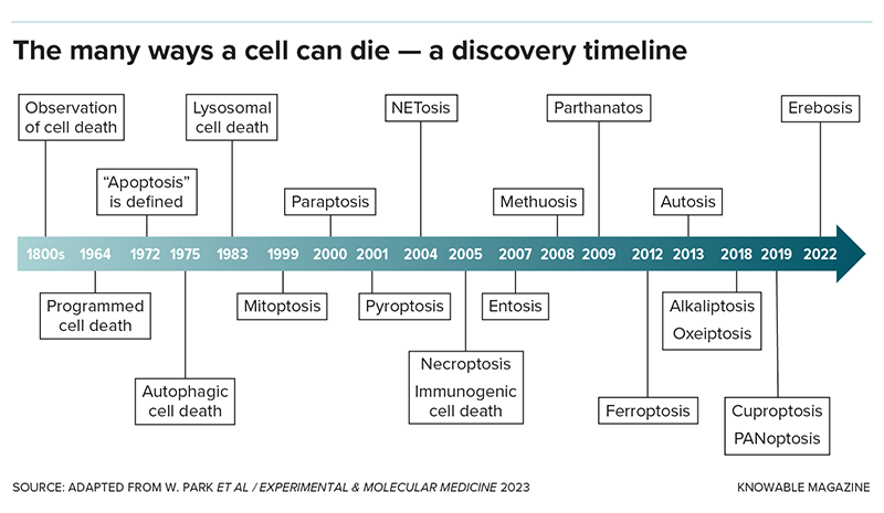 Understanding the Diverse Modes of Cell Death in the Human Body