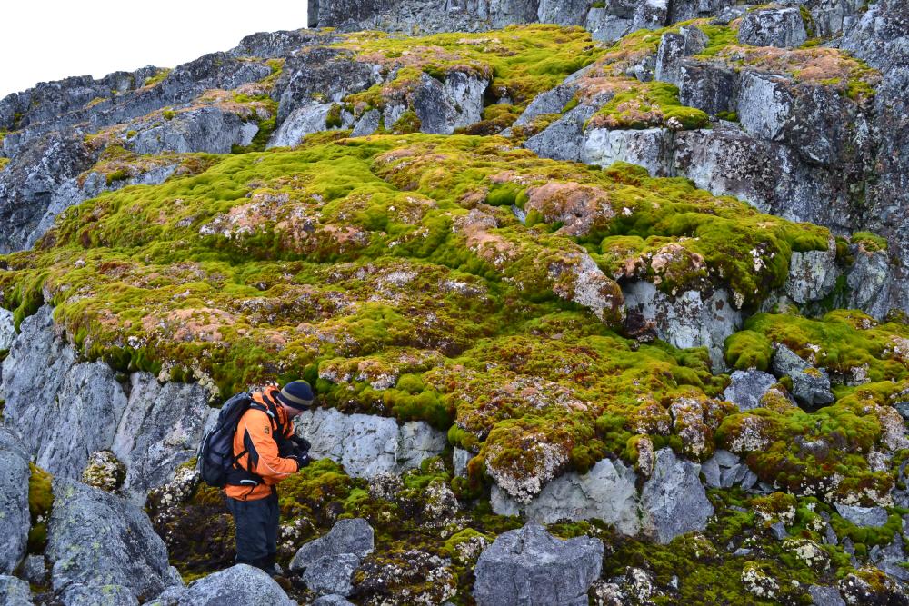 Antarctic Plant Growth Surges Amid Climate Change